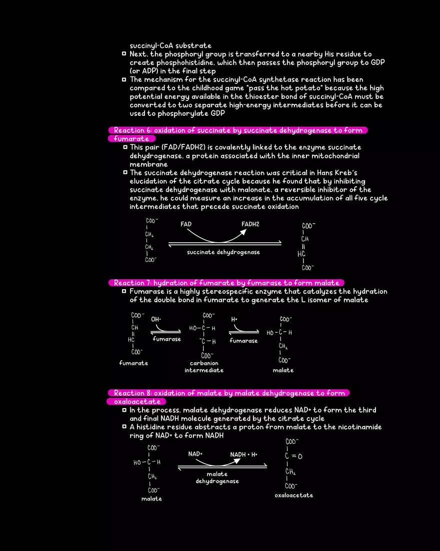Chapter 10: The Citrate Cycle - Page 9