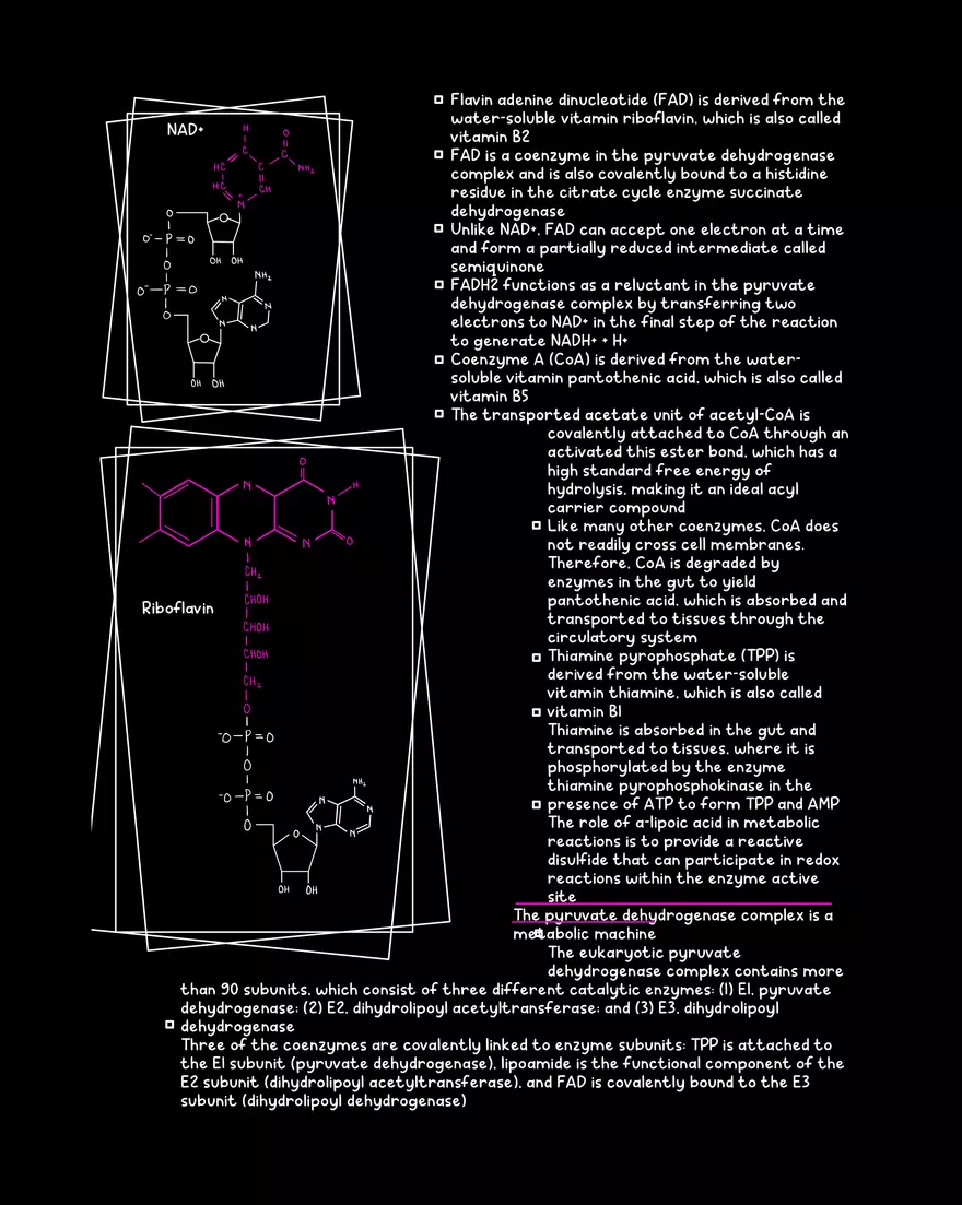 Chapter 10: The Citrate Cycle - Page 3
