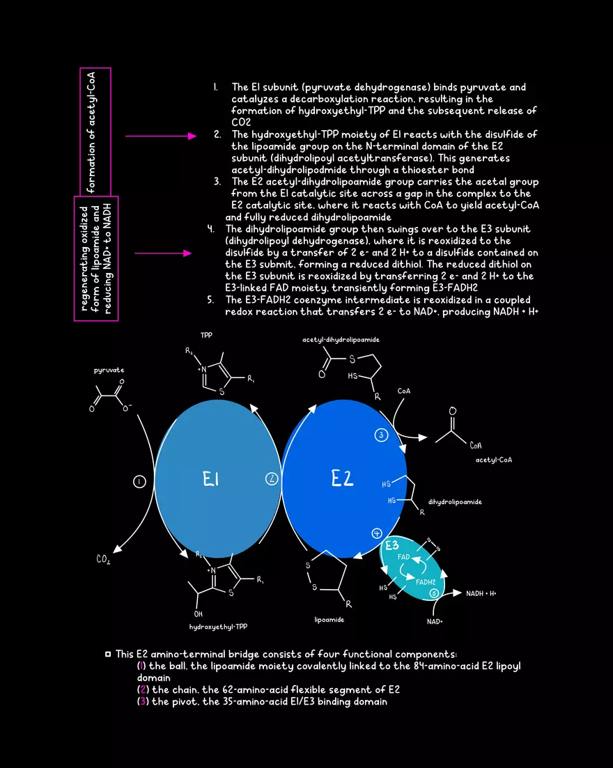 Chapter 10: The Citrate Cycle - Page 4