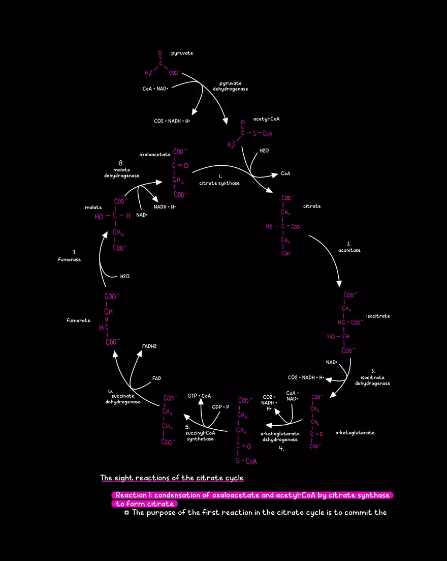 Chapter 10: The Citrate Cycle - Page 6