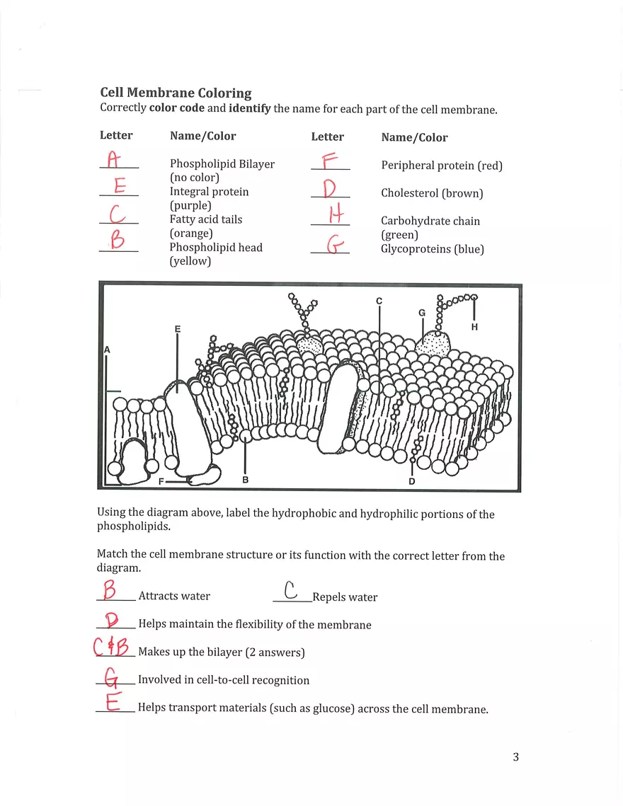 Cell Membrane - Structure and Function - Page 3