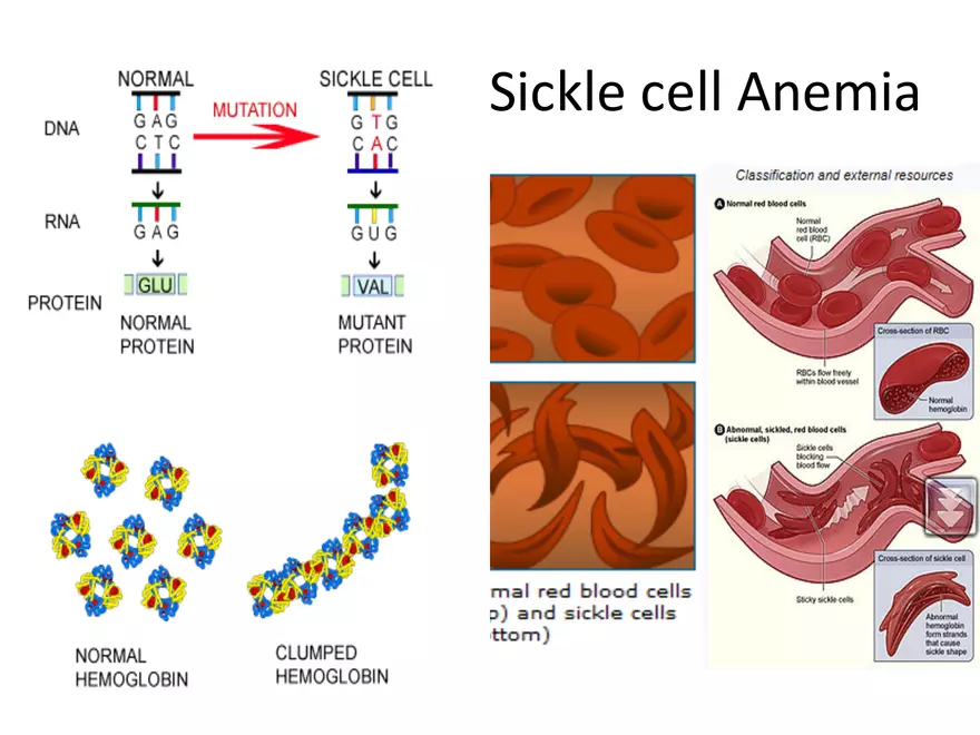 Blood Cells Notes - Page 7