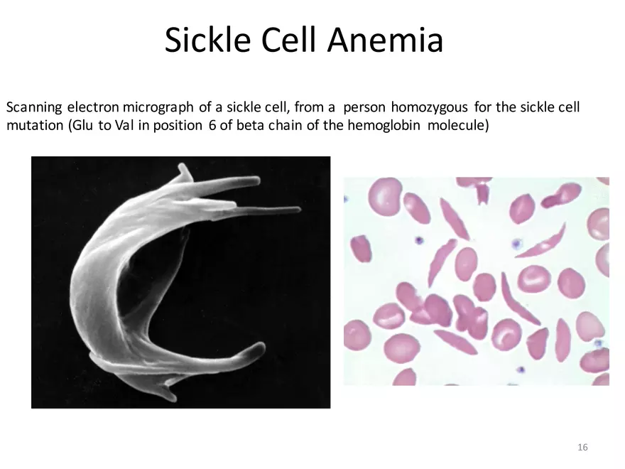 Blood Cells Notes - Page 8