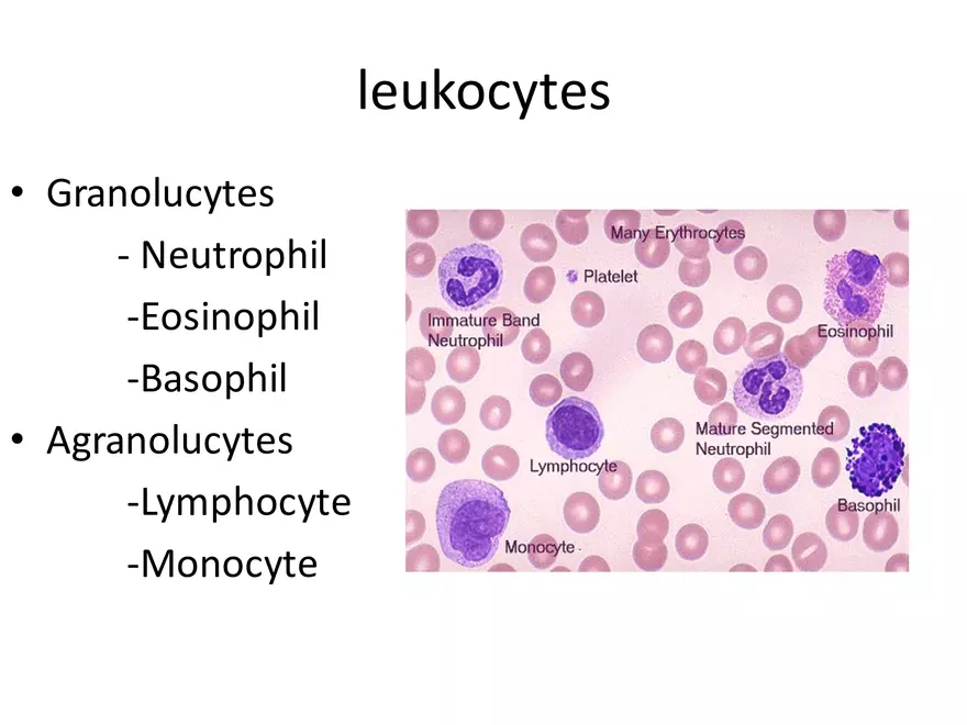 Blood Cells Notes - Page 10