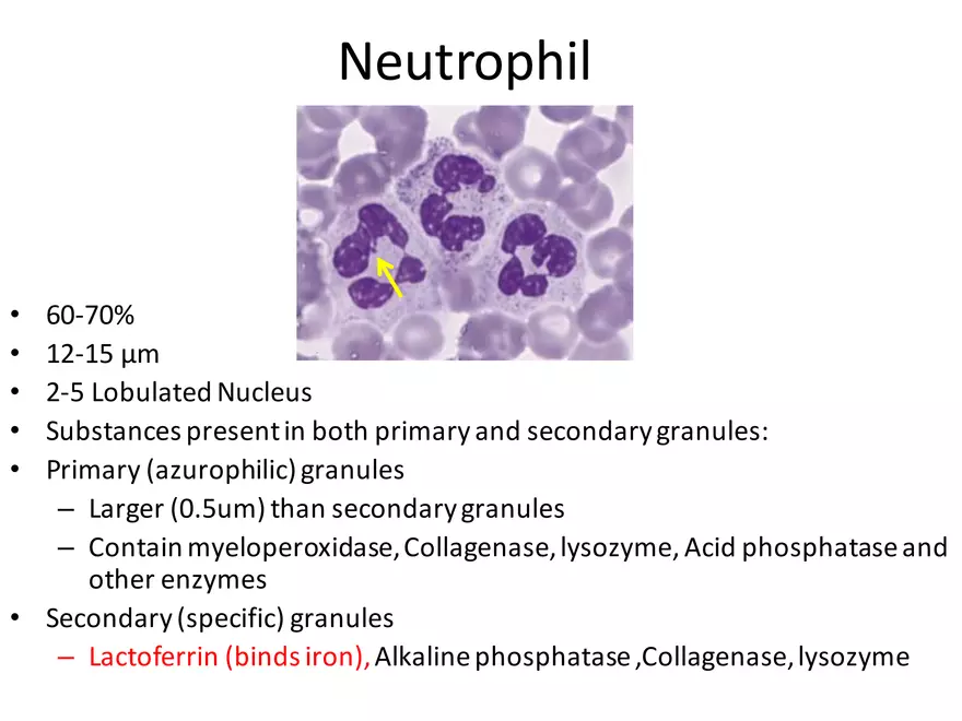 Blood Cells Notes - Page 12