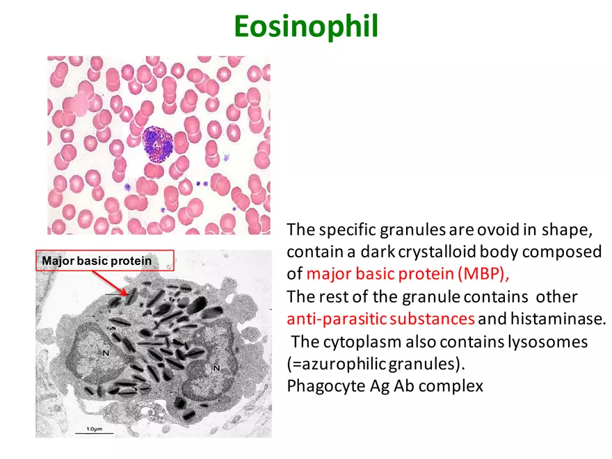Blood Cells Notes - Page 19
