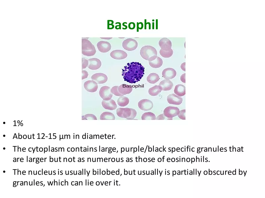 Blood Cells Notes - Page 20
