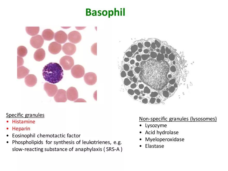 Blood Cells Notes - Page 21