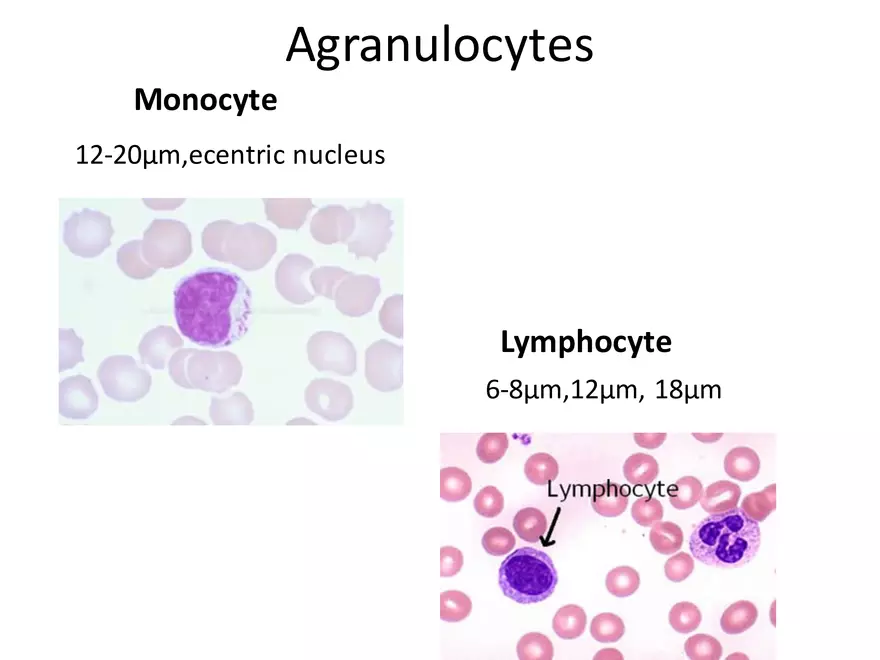 Blood Cells Notes - Page 23
