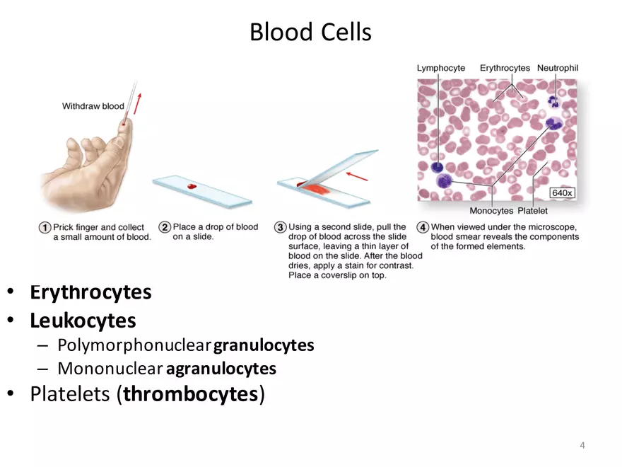 Blood Cells Notes - Page 24