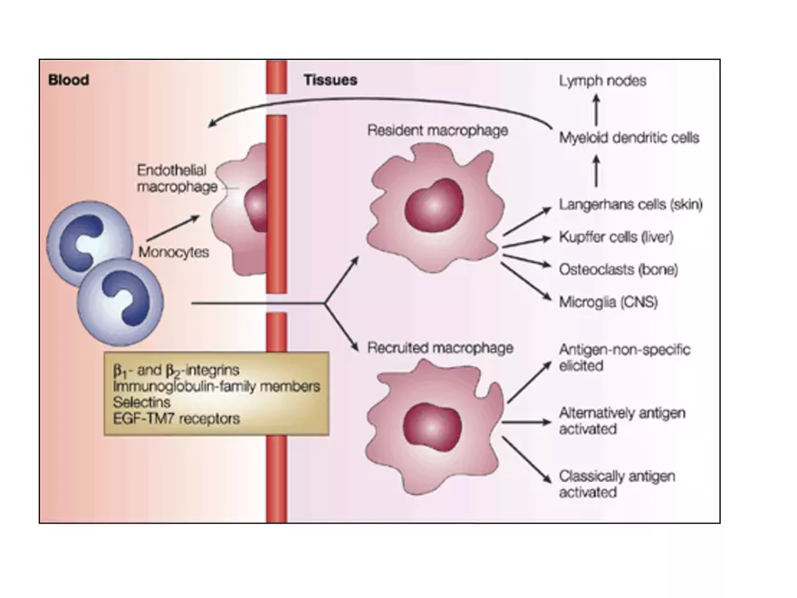 Blood Cells Notes - Page 27