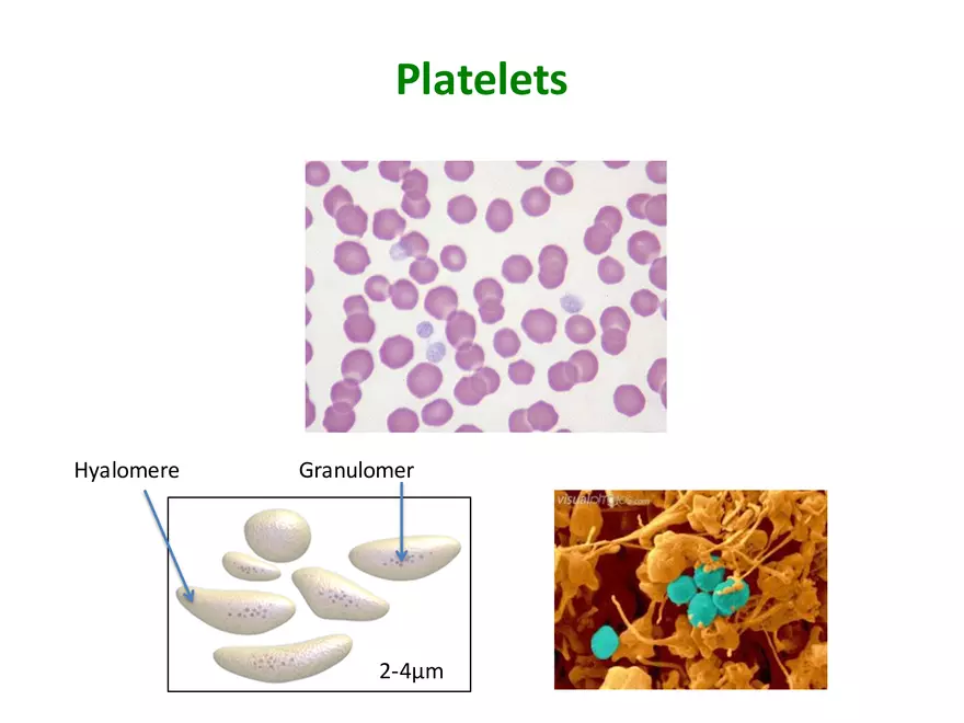 Blood Cells Notes - Page 28