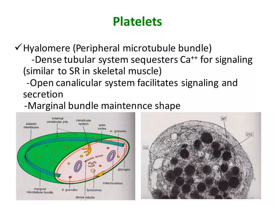 Blood Cells Notes - Page 29