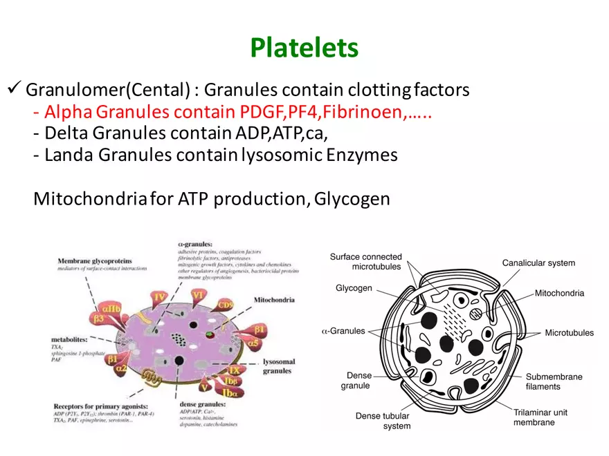 Blood Cells Notes - Page 30