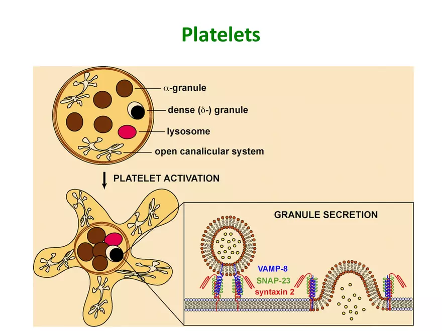 Blood Cells Notes - Page 33