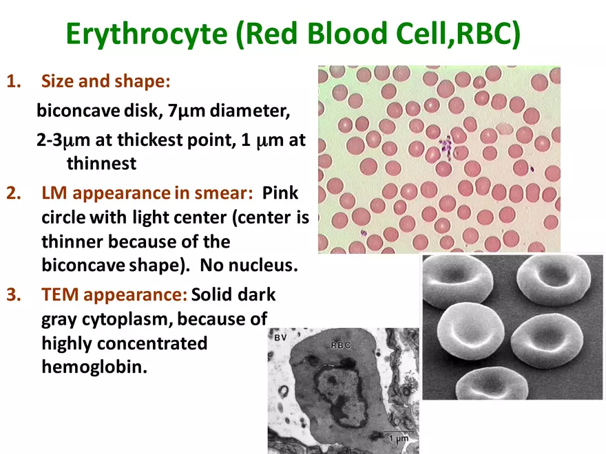 Blood Cells Notes - Page 35