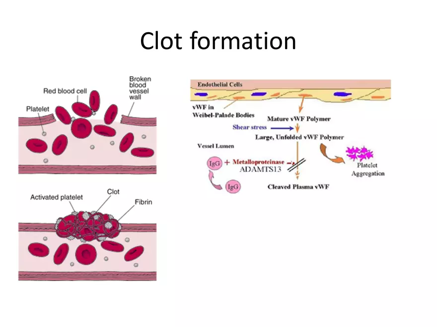 Blood Cells Notes - Page 36