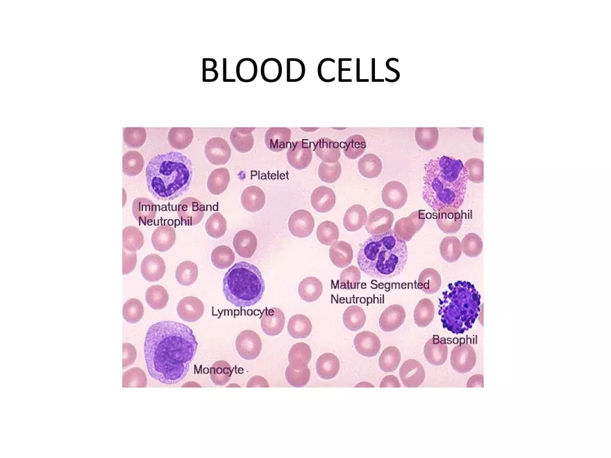 Blood Cells Notes - Page 1
