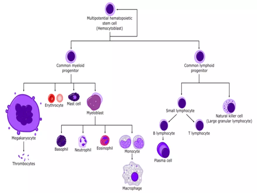 Blood Cells Notes - Page 39