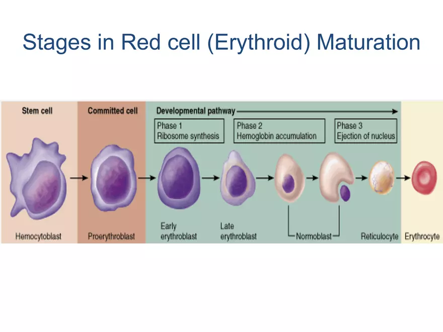 Blood Cells Notes - Page 42