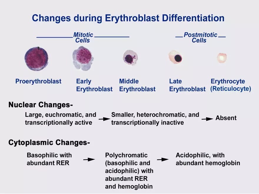 Blood Cells Notes - Page 44
