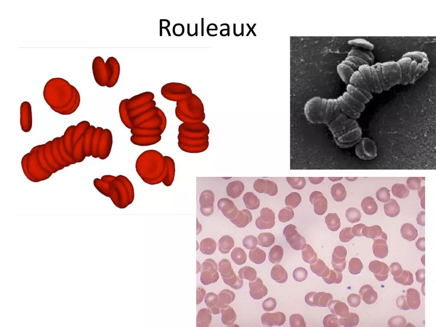 Blood Cells Notes - Page 46