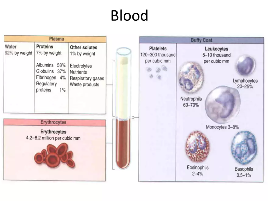 Blood Cells Notes - Page 2