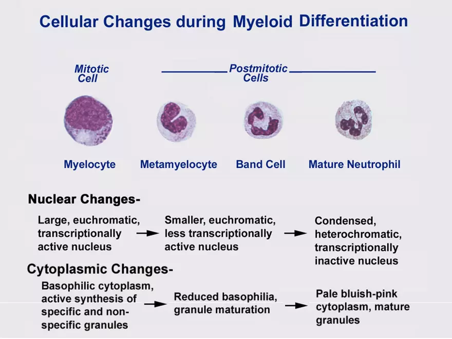 Blood Cells Notes - Page 48