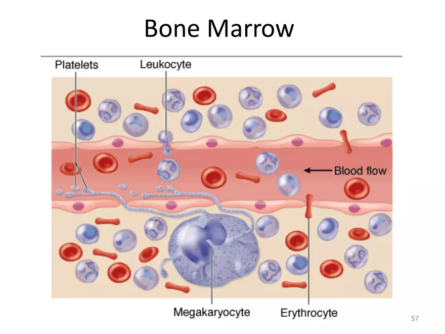Blood Cells Notes - Page 53