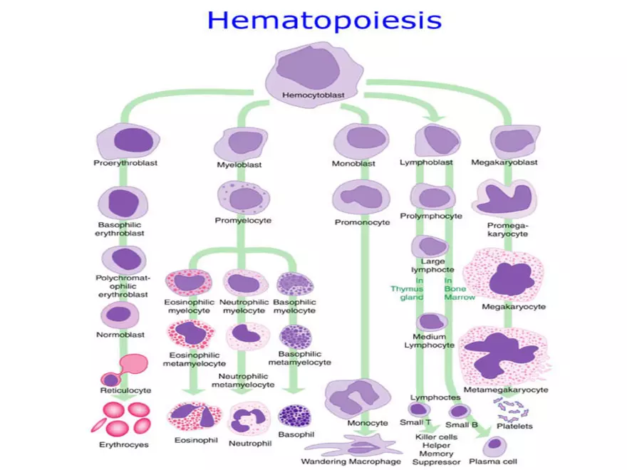 Blood Cells Notes - Page 54
