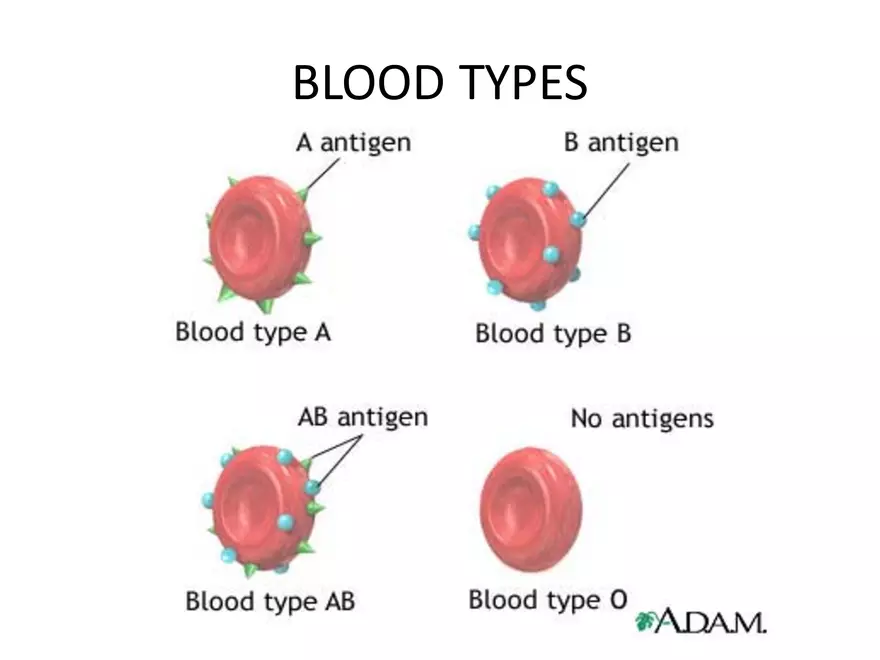 Blood Cells Notes - Page 4