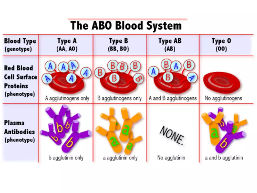 Blood Cells Notes - Page 5