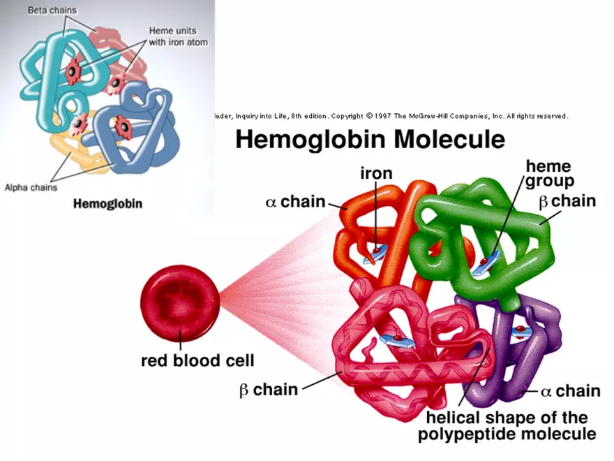 Blood Cells Notes - Page 6