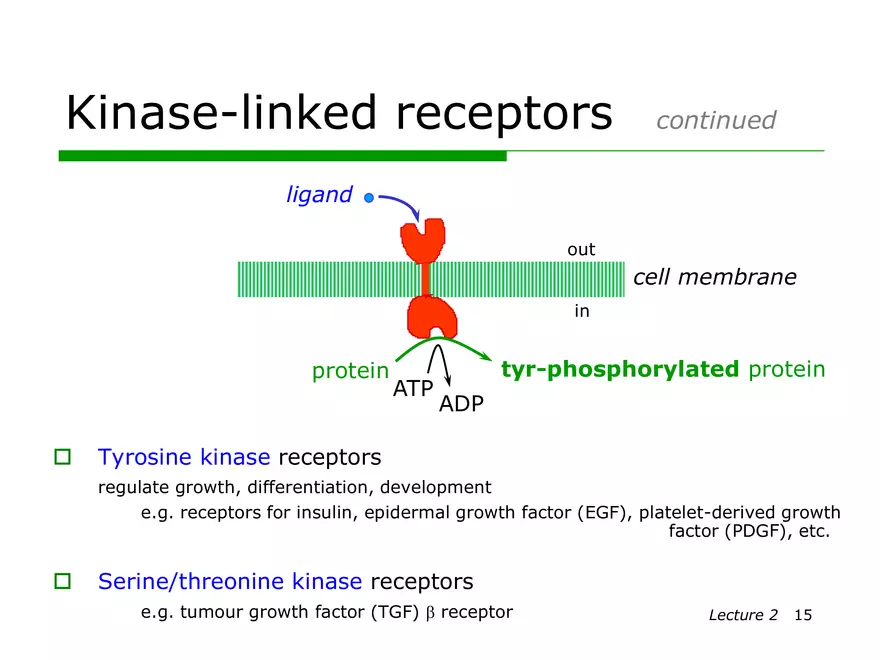 Lecture 2: Receptor Mechanisms - Page 7