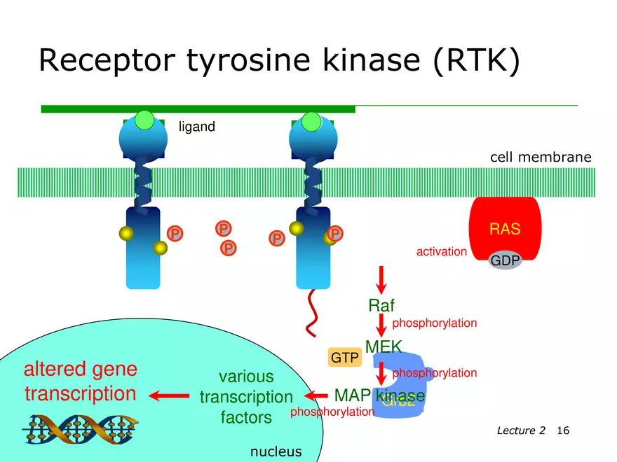 Lecture 2: Receptor Mechanisms - Page 8