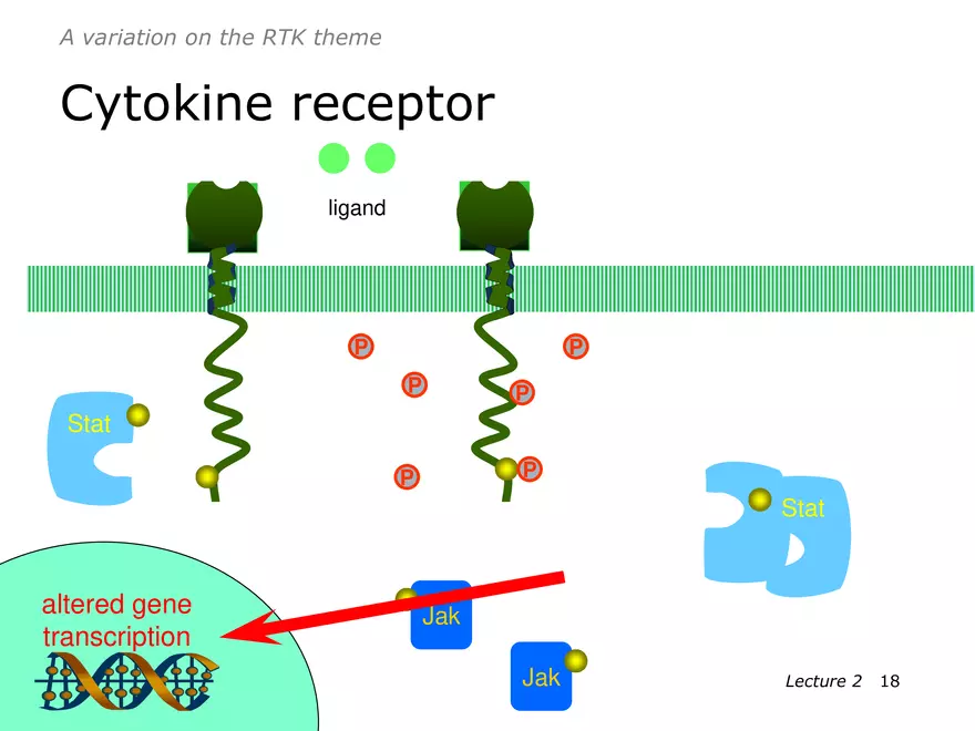 Lecture 2: Receptor Mechanisms - Page 10