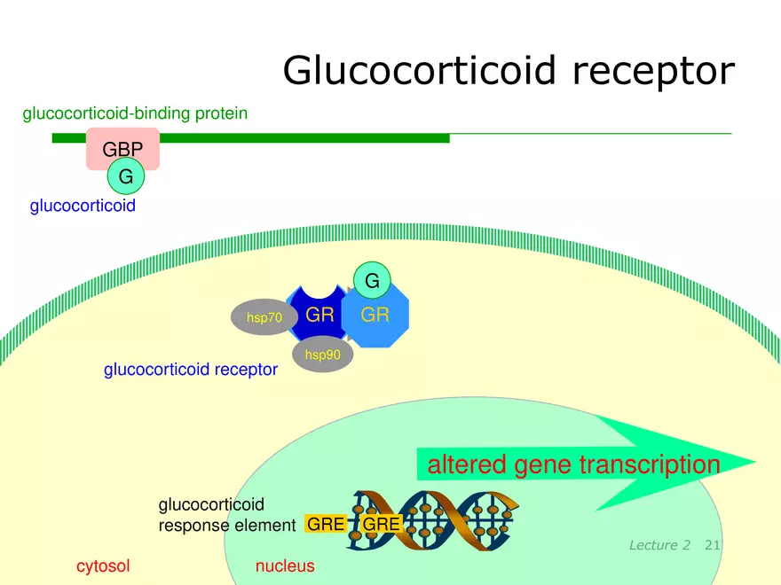 Lecture 2: Receptor Mechanisms - Page 14