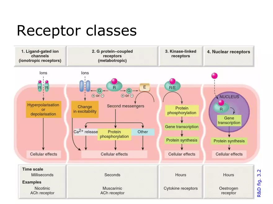 Lecture 2: Receptor Mechanisms - Page 17
