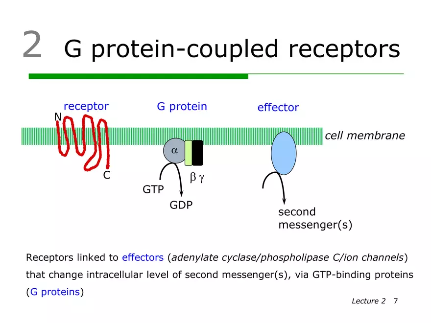 Lecture 2: Receptor Mechanisms - Page 20