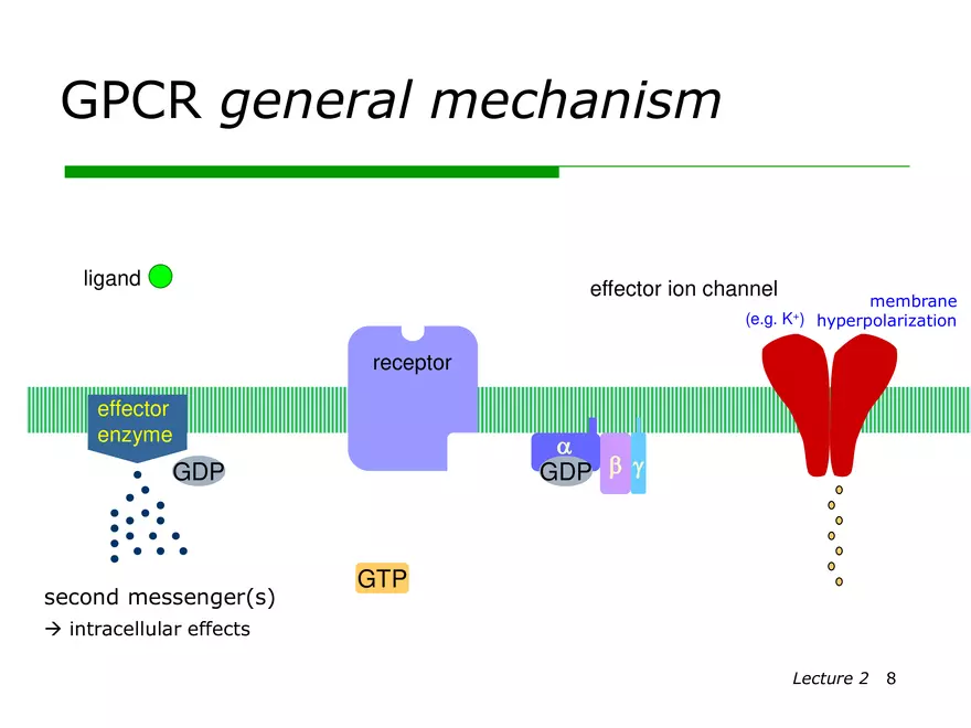 Lecture 2: Receptor Mechanisms - Page 21