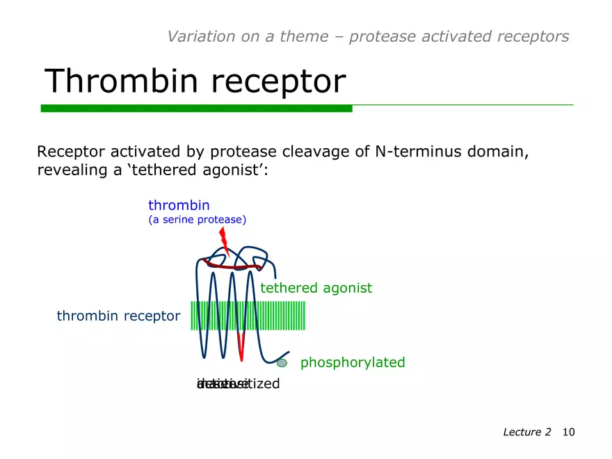 Lecture 2: Receptor Mechanisms - Page 23