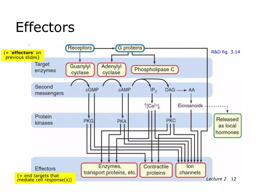 Lecture 2: Receptor Mechanisms - Page 4