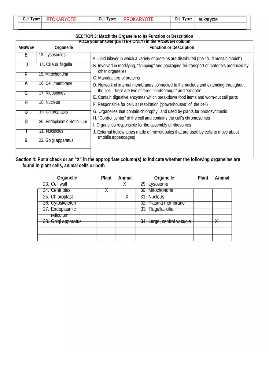 Cells & Organelles Worksheet Answers - Page 2