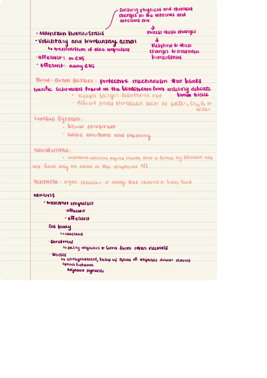 Nervous System Words Elements - Page 2