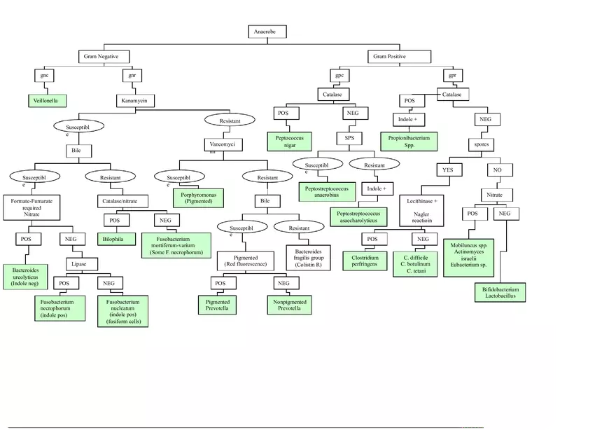 Anaerobe Flow Chart - Page 1