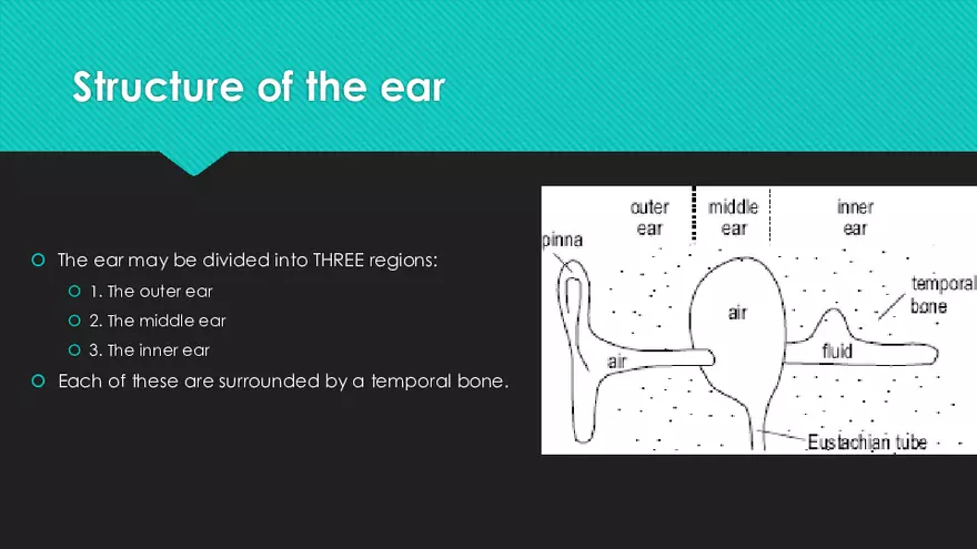 Receptors (The Ear) - Slides - Page 13