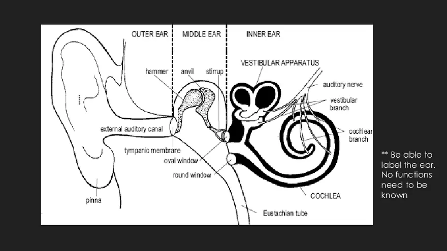 Receptors (The Ear) - Slides - Page 20