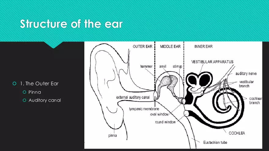 Receptors (The Ear) - Slides - Page 21