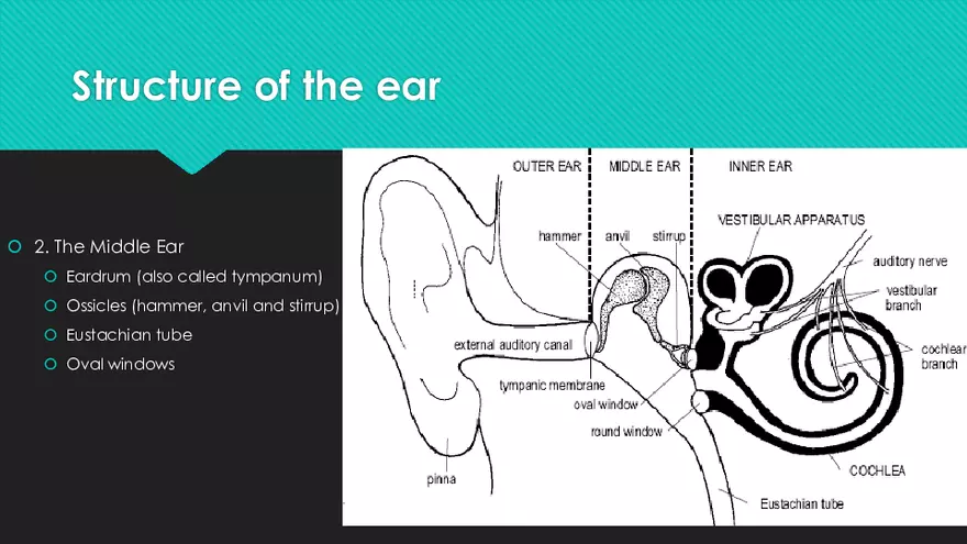 Receptors (The Ear) - Slides - Page 23