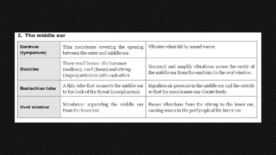 Receptors (The Ear) - Slides - Page 24